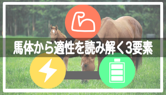 【馬体基礎知識】予想にも活用可能！馬体からコース適性を判断するための3要素（パワー、スタミナ、スピード）